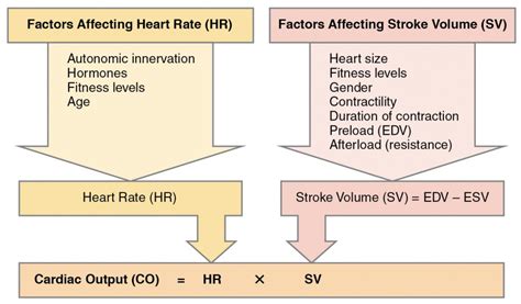 All other bodily functions will rapidly begin to shut down. . Which position increases cardiac output in the obstetrical client with cardiac disease